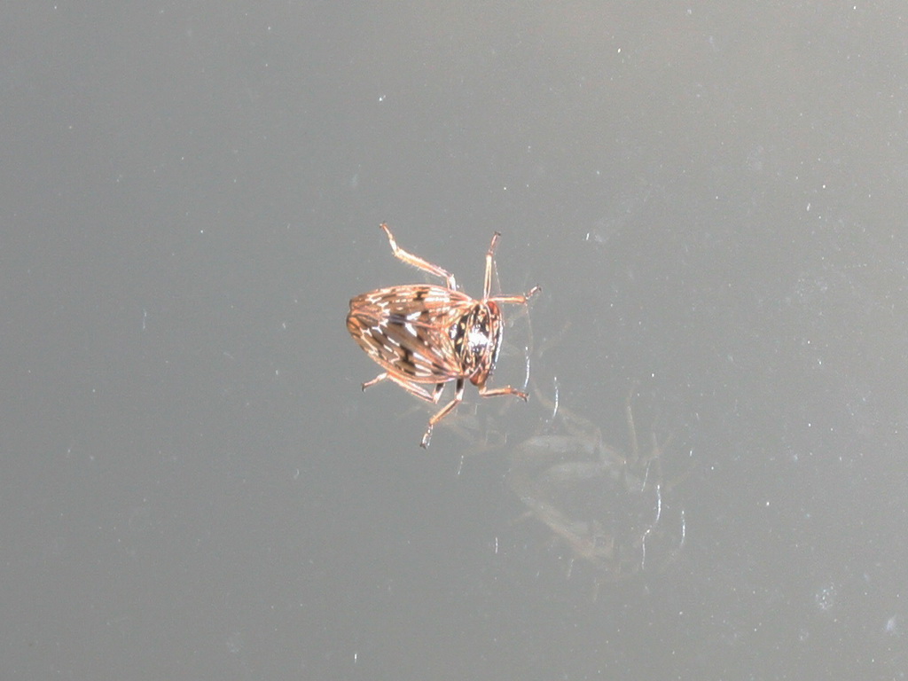 Probabile Rhytidodus decimusquartus